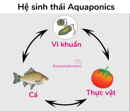 he-sinh-thai-aquaponics