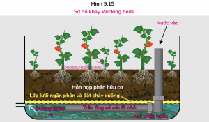 Mô hình Wicking beds