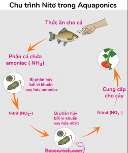 chu-trinh-nito-trong-aquaponics