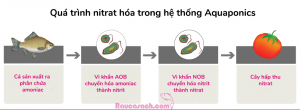 qua-trinh-nitrat-hoa-trong-aquaponics