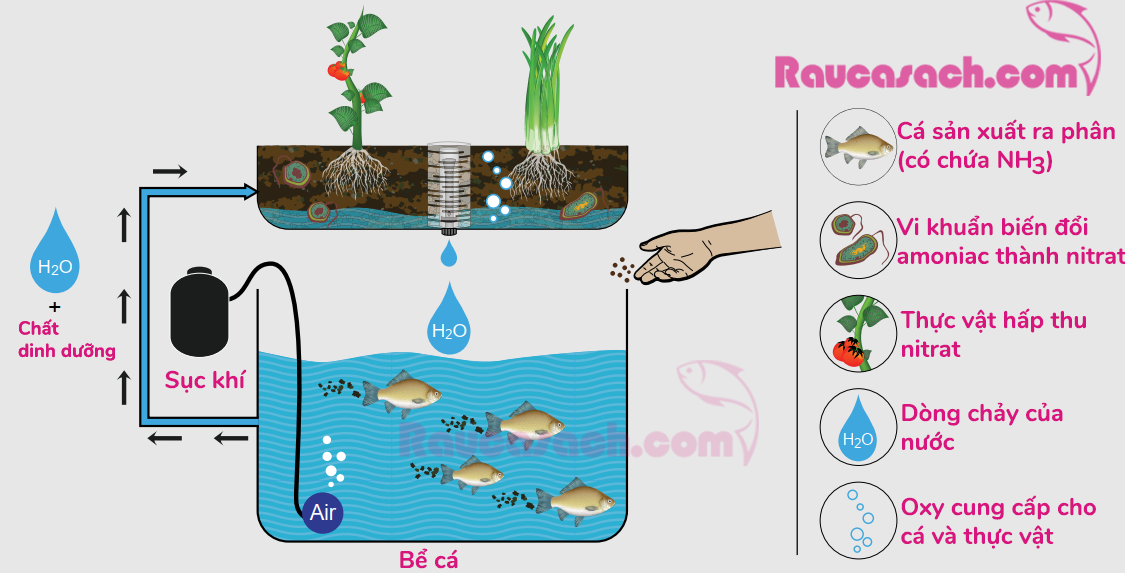 Mô hình hệ thống Aquaponics là gì Trồng rau nuôi cá cho sân thượng